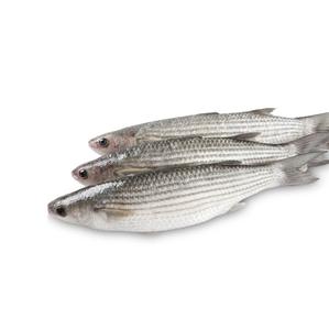 Factory Best Price Frozen Grey Mullet <b>Fish</b> With Fast Delivery - Product Image 6