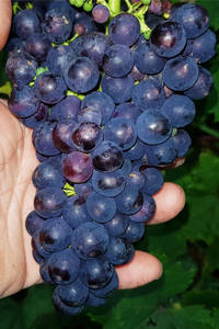 องุ่นสดไร้เมล็ดหลากสีหลากหลายพันธุ์ - Product Image 5