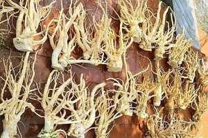 ใบโพลีสเซียสแห้งจากเวียดนาม วัตถุดิบสมุนไพรสำหรับผสมชาและยาสมุนไพรธรรมชาติ - Product Image 4