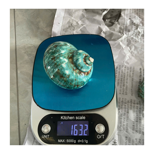 เปลือกหอยเปลือกหอยสีขาวและสีเขียวธรรมชาติจากผู้ส่งออกเวียดนามข้อมูลทองคำ99สำหรับการออกแบบและตกแต่ง - Product Image 2