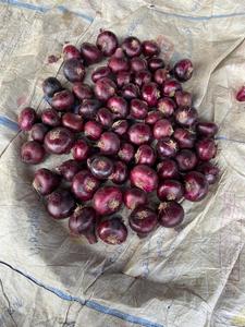 Premium Qualität Rote Zwiebel Neue Ernte Ägypten Frische Rote Zwiebeln Guter Preis Natürliche Gesunde Rote Zwiebeln Großhandel - Product Image 5