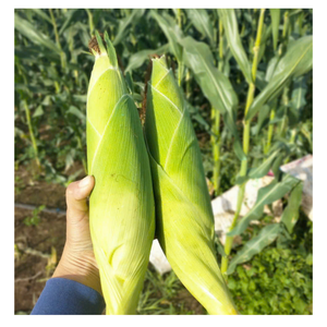 Charme de maïs congelé: Vietnam pur maïs congelé doré doux, facile pour les repas, les boissons et les merveilles culinaires de maïs congelé tendance - Product Image 4