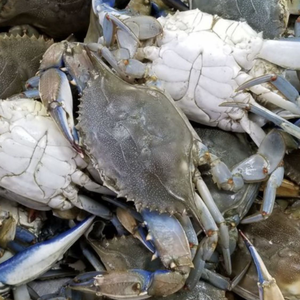 CANGREJO CONGELADO DE VIETNAM DE ALTA CALIDAD | MARISCOS RICO SABOR PARA USO EN RESTAURANTE - Product Image 6