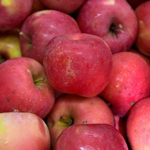 Pommes Fuji Biologiques Fraîches de Qualité Supérieure Prix du Marché Qualité Premium Options de Vente en Gros 10kg à Vendre - Product Image 3