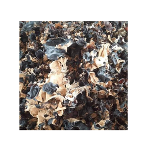 TOP EXPORTATION GRANDE QUANTITÉ DE CHAMPIGNON D'OREILLE EN BOIS LA MEILLEURE QUALITÉ ET BAS PRIX - Product Image 1