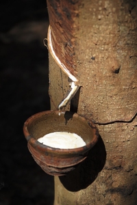 Resistencia a bajas temperaturas de grado médico de grado líquido de látex de caucho Natural DRC 60% de Vietnam - Product Image 2