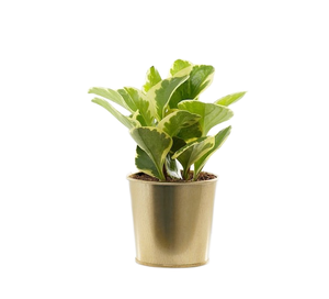 Vase à fleurs en fer forgé léger, de haute qualité, moderne et élégant, en métal doré, pour salon, chambre à coucher, artisanat indien côtier - Product Image 1