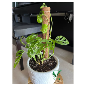 Poste de soporte para plantas de coco de Vietnam, ideal para vides de interior con precios de exportación competitivos - Product Image 3