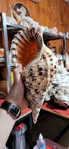 Coquillages Trompette Naturelle Beaux Artisanat de Haute Qualité du Fournisseur Vietnamien - Product Image 2