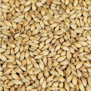 Granos de Cebada Secos, Enteros, Amarillos, Sin OMG, Orgánicos, Legumbres a Granel, Malta de Cebada de Tailandia para Cocinar y Procesar - Product Image 3