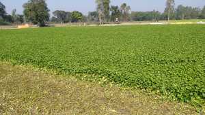 ใบ Centella Asiatica, ใบ Gotu Kola, mandukaparni
