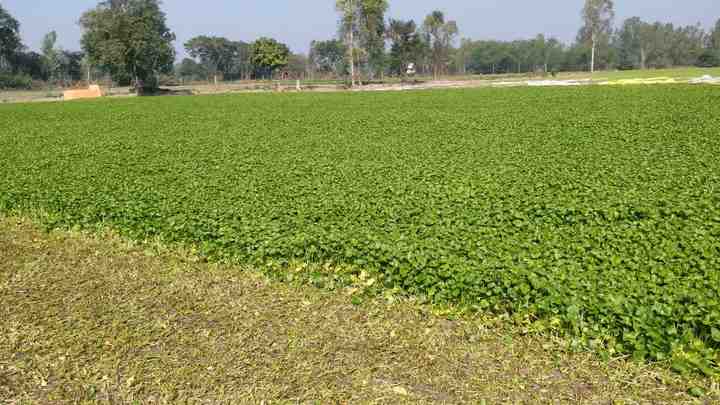 Centella asiatica leaves, gotu kola leaves,Mandukaparni