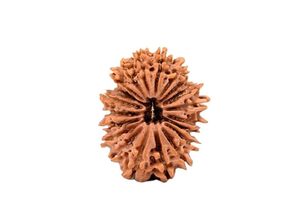 Nepal Cao Cấp <span class=keywords><strong>20</strong></span> <span class=keywords><strong>Mukhi</strong></span> Rudraksha Với Đóng Nắp Phòng Thí Nghiệm igl Chứng Nhận Ong <span class=keywords><strong>Mukhi</strong></span> Cho Làm Mặt Dây Chuyền Mala <span class=keywords><strong>20</strong></span> Mặt Rudraksha Xuất Khẩu - Product Image 3
