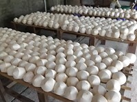 Vietnam verse jonge kokoswaterkokosnoten zoete zachte kokosnoten groothandel bulk export naar EU VS beste prijs// ANNA VILACONIC