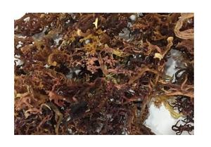 สาหร่ายแห้ง Cottonii/สาหร่าย Eucheuma Cottonii แห้งคุณภาพสูงจากข้อมูลทองคํา 99 เวียดนาม - Product Image 5