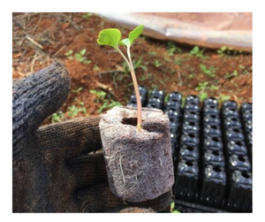 Jiffy de coco de qualité supérieure pour le jardinage durable-Pellets de fibre de coco et de tourbe de haute qualité pour l'exportation en vrac du Vietnam - Product Image 1