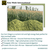 Silage de maïs de qualité alimentaire au meilleur prix pour l'alimentation des chevaux, haute humidité, origine Vietnam