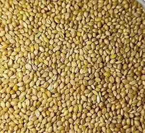 Materia prima all'ingrosso di alta qualità miglio Panicum giallo pulito naturale puro al 99% con il miglior prezzo