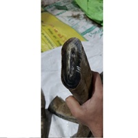 Corne de buffle de bonne qualité Fabricant de pointe blanche ronde Qualité naturelle de la corne de buffle Pointes rondes Agate pour cadeaux et artisanat