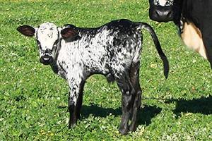 Instrument vétérinaire Castration Piler 9 pouces - Product Image 6