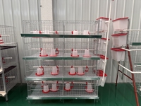 Nouvel équipement commercial de cages à volailles de type H en acier galvanisé, système d'élevage de poulets, solution d'alimentation automatique, nettoyage facile