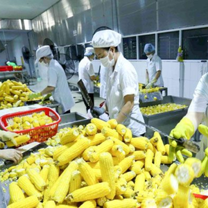 MAÏS ENTIER BOUILLÉ CONGELÉ 100 POUR CENT D'INGRÉDIENT NATUREL POUR UNE CUISINE MONDIALE - Product Image 4