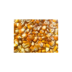 Graines de maïs jaune glutineux en gros, 100 % naturelles, de haute qualité, riches en protéines, séchées pour l'alimentation des volailles et des animaux - Product Image 4