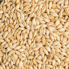 High Quality Dried Organic Pearl Barley <b>Grain</b> for Sale - Product Image 2
