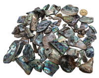Pépites de coquille de paua naturelle pour la fabrication de bijoux, incrustations de nacre de Nouvelle-Zélande en vrac