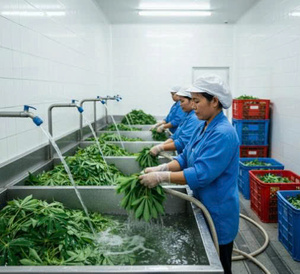 Hojas de Yuca Molidas Congeladas IQF Premium / Hojas de Yuca Picadas Congeladas Listas para Exportar desde Vietnam // Sra. Beatrix - Product Image 4