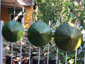 El sombrero cónico hecho a mano en Vietnam es uno de los símbolos más icónicos de la cultura vietnamita. - Product Image 5