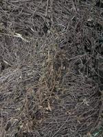 BON CHOIX FEUILLES DE GELÉE D'HERBE NOIRE // PRODUIT DE HAUTE QUALITÉ FEUILLES DE GELÉE D'HERBE ASIATIQUE SÉCHÉES Mme Lily