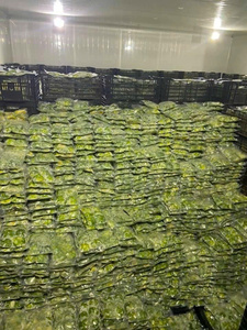 PURE DE AGUACATE CONGELADO PREMIUM DE VIETNAM EXPORTACIÓN A GRANEL MEJOR PRECIO - Product Image 2