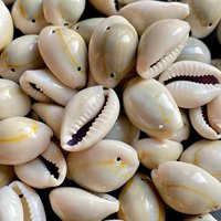Coquille de cauri naturelle vide jaune et blanc, en vrac, prêt à être expédié, prix bas