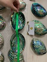 Coquille d'ormeau naturelle sélectionnée à la main du Vietnam, idéale pour l'art créatif, les bijoux en résine et les objets décoratifs.