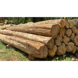 Quality Timber <b>Logs</b> Teak <b>Wood</b> / <b>Wood</b> <b>Logs</b> / Eucalyptus <b>Logs</b> - Product Image 6