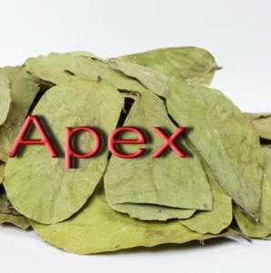 Cassia Alata, Extrait de Cassia Alata, Feuille de Cassia Alata, Poudre de Cassia Alata, Fournisseur de Cassia Alata, Vente en Gros d'Extrait de Cassia Alata - Product Image 1