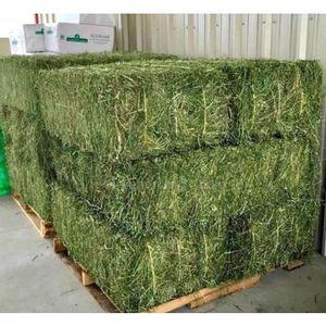 Balles de foin d'alfalfa frais riches en protéines pour l'alimentation du bétail, qualité alimentaire supérieure, longue durée de conservation - Product Image 5