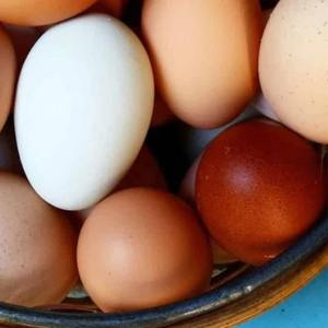 Huevos Frescos de Gallina de Alta Proteína, Ricos en Nutrientes Naturales, Origen Tailandia, para Comidas Diarias y Nutrición Familiar - Product Image 3