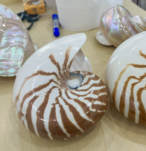 Material Decorativo de Concha Turbo marmoratus para Diseños de Interiores con Brillo Natural, Recogido en Vietnam - Product Image 6