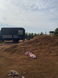 La cáscara de café natural más vendida, ideal para mantillo, combustible y ropa de cama para animales - Product Image 5