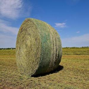 Foin d'alfalfa en balles et granulés pour chevaux, bovins, porcs - Haute qualité, emballage en vrac disponible à la vente - Product Image 1