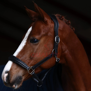 Bride et licou de style anglais de qualité équestre en cuir solide parfait pour l'équitation en plein air et tous les jours - Product Image 3