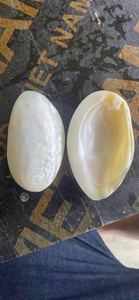 Wholesale Raw Mother Of Pearl Clam <strong>Shell</strong> From the Most Gorgeous Beach of Vietnam Seashell - Product Image 6