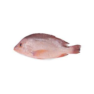 Poisson snapper blanc entier surgelé frais, prix du marché, durée de conservation 2 ans - Product Image 5
