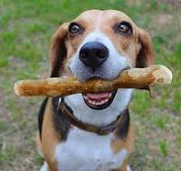 Forte caféier bois Java bois chien bâton à mâcher racine chien mâcher os bâton dentaire