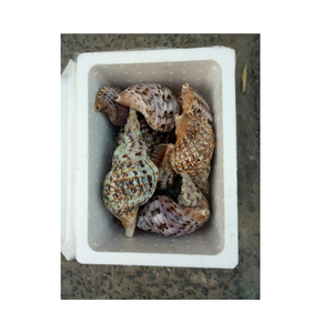 Hermosas conchas de trompeta de Vietnam para manualidades hechas a mano, ideas de decoración artística, uso de acuarios y bodas costeras - Product Image 5