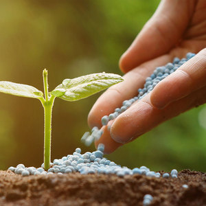 Proveedor Mayorista de Fertilizante de Nitrato de Prill Soluble para Plantas de Interior, Suculentas y Uso Hidropónico - Product Image 3