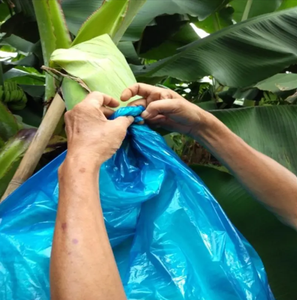 Cubierta de racimo de frutas PP no tejida ecológica-Bolsa de protección de plantas para tomate, plátano y uso en jardín de invierno - Product Image 2