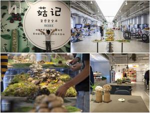 Detan Dried Wild Porcini en rodajas Último procesamiento en 2023 <span class=keywords><strong>con</strong></span> la mejor calidad - Product Image 6